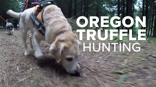 Truffle hunting in the Oregon woods