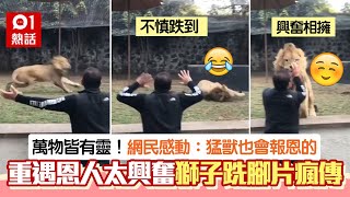 獅子重逢救命恩人太興奮　狂奔仆倒「用臉剎車」超暖心｜01熱話｜墨西哥｜獅子｜野生動物