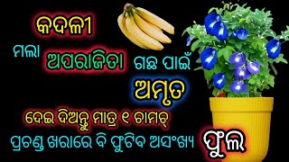 କଦଳୀ/ ପ୍ରଚଣ୍ଡ ଖରାରେ ମଲା ଅପରାଜିତା ଗଛ ପାଇଁ ଅମୃତ,Banabna Best fertilizer for Aparajita plant #sanj