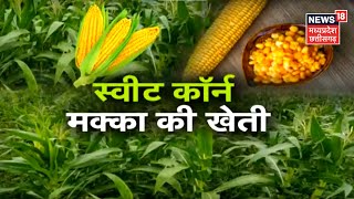 Annadata | मक्का के बुवाई के समय रखें विशेष सावधानी, जानिए कैसे करे Makka Ki Kheti | Farming News