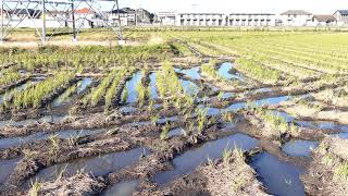 田んぼの轍（わだち）とひこばえ＠宮城県岩沼市