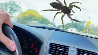 a huge SPIDER is on my car...