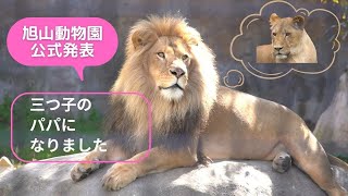 ライオンのオリトが「三つ子のパパ」イオは三つ子を出産、旭山動物園の若きライオン物語【Young lion story】