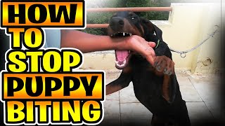 How to stop puppy biting | Tamil | dogs