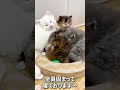 子猫みんなでお眠タイム～♪ マンチカン 子猫 短足マンチカン ミヌエット 白猫 shorts