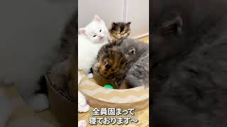 子猫みんなでお眠タイム～♪#マンチカン #子猫 #短足マンチカン #ミヌエット #白猫 #shorts