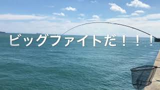 fishingmax垂水店8/31岩屋一文字 　ツバス・アコウ