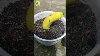 Growing Banana Tree From Banana Fruits [Easy Method] 🍌🍌#shorts
