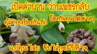 เปิดตำนาน,ว่านเพชรกลับ,คุ้มครองป้องภัย,กันคุณไสยต่างๆ