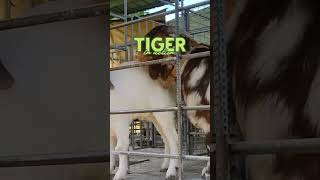 Breeding Boer Goats. Dappled, Red and Traditional Boers. #breeding #goat #goatfarming #farming