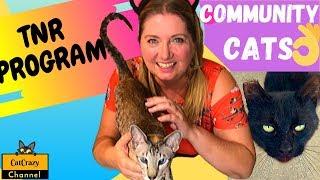 What is the Trap, Neuter, Release program for feral cats? How FixNation Helps Community Cats!