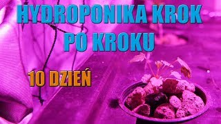 Hydroponika krok po kroku #3 DZIEŃ 10 przegląd i pielęgnacja