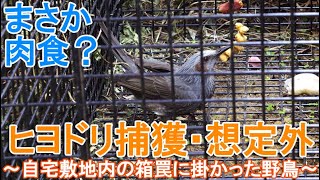 想定外のヒヨドリを捕獲～狩猟期間に塀で囲った自宅敷地内に設置の箱罠に掛かった野鳥～