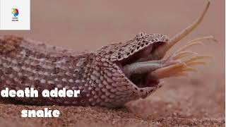 venomous snakes|most dangerous snakes in the world|dunya k sab se zahrele sanps|#interestingfacts