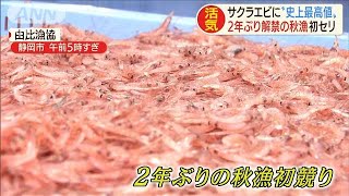 秋漁2年ぶり解禁のサクラエビ　初セリで史上最高値(19/10/24)