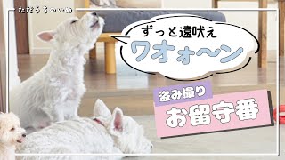 人がいない家で犬は何してる？【ウエスティとマルプー】多頭飼いのお留守番