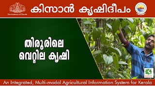 Betel Leaf Farming - Thirur, Malappuram