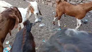 kushal goat farm Ajmer Kisi Bhai ko sirohi meal chawe to call 8107639837me