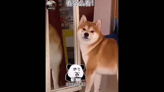 当傻狗照镜子看到自己时😁🐶＃傻狗日常 ＃自恋的柴犬😁