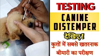 HOW TO PERFORM TEST TO IDENTIFY CANINE DISTEMPER VIRUS -DEMONSTRATION🎦||