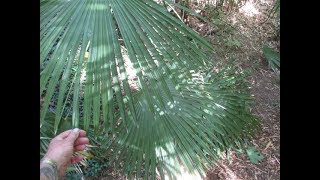 Potted Hybrid Trachycarpus Palms