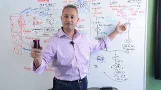 Immunology Lecture 17 Complement System