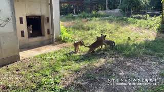 とくしま動物園北島建設の森　子ライオンの様子を公開（はじめてのパドック）