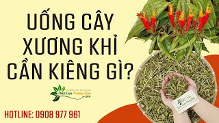 Uống cây xương khỉ kiêng gì? Lưu ý cần biết khi dùng xương khỉ cho sức khỏe? | Dược Liệu Phương Thảo