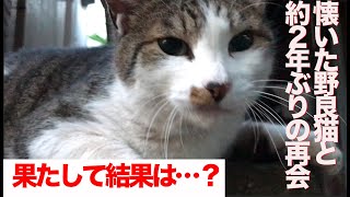 懐いた野良猫と約2年ぶりに会った結果…