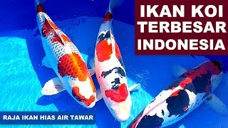 GILA.!! Inilah Ikan koi TERBESAR di INDONESIA saat INI. / The BIGGEST Koi Fish In INDONESIA