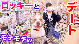 ロッキーとペットショップデートに来ました！ロッキーがモテモテ？【アメリカンピットブル】(American Pitbull)