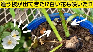 1株に違う枝が出た？白い花が咲いた？台芽が伸びてしまったら(ノイバラ)