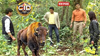 कैसे एक सांड ने कातिल की पहचान में मदद की | Best Of CID | New Full Episode