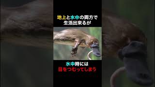 【ゆっくり解説】神が生み出したキメラ生物カモノハシの生態についてこっそり教えます