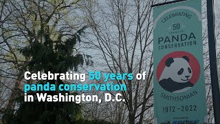 Celebrating 50 years of panda conservation in Washington, D.C.