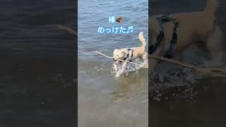 海で砂風呂入って泥パックする犬🐕#shorts #summer #いぬ #いぬすたぐらむ #海 #千葉県 #千葉観光 #銚子市