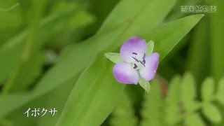 雪国植物園の花々(2015年9月中旬)