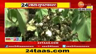 Cotton Production | कापसाच्या लागवड क्षेत्रात वाढ होणार; 'यामुळे' शेतकऱ्यांची कापूस लागवडीला पसंती