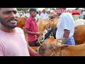 23 7 2024 hf cow jersey cow market in karimangalam cow market dharmapuri district price details