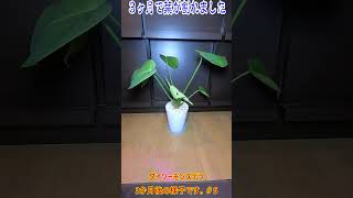 《ダイソーモンステラ＃5》【100均観葉植物の観察日記】3か月後の様子 #観葉植物 #ガーデニング #園芸 #モンステラ #ダイソー #100均　＃short