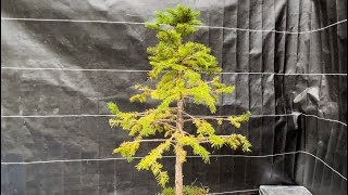 家にあった多分・・・モミの木？蝦夷松であってほしい、の剪定と挿し木！ 【盆栽#58】 The yezo spruce that was at home? Pruning and cuttings