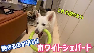 れおの毎日２５　ホワイトシェパードのれお。遊びに誘うけどすぐに飽きます。。