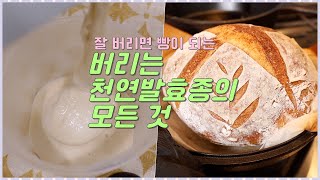 천연발효종의 골칫덩어리 🫣 버리는 발효종에 대한 모든 것을 알려드리겠습니다! 발효종 디스카드 관리법,  버리는 르방 관리법| 홈베이킹| 플비 Flavia's Pod