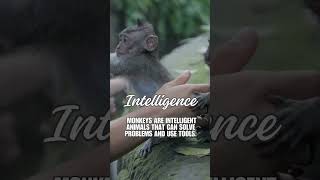 3 Things You Didn’t Know About Monkey | Must Watch #youtubeshorts #shorts #mustwatch #short