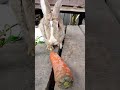 beautiful rabbit eating love shortvideo rabbit funny