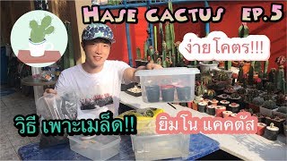 วิธีเพาะเมล็ดยิมโนแคคตัส Hase cactus Ep.5