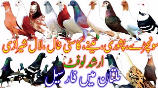 Pigeon for Sale in Multan Arshad Loft | pashori | qasni khal | Soncheray | Lal Sherazi 03143103041