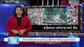 Dahod: Another maneating leopard caught from Punakota village in Dhanpur- Tv9