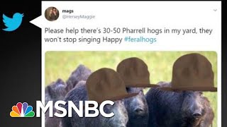 Feral Hogs Are A Real Thing | All In | MSNBC