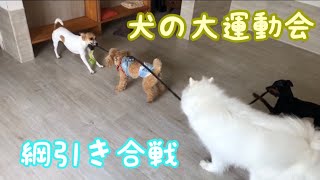 【犬の幼稚園】犬の大運動会⁉️みんなで綱引き合戦✨